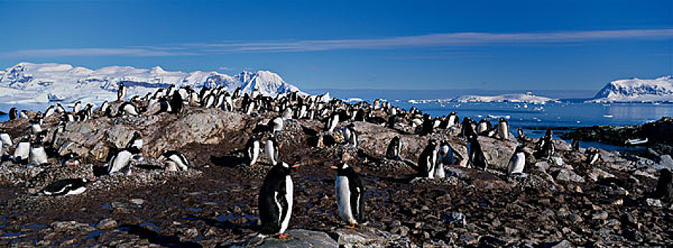 南极,巴布亚企鹅,栖息地,岛屿,南极半岛