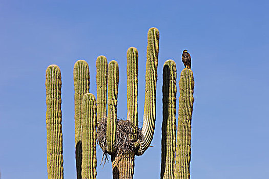 老鹰,栗翅鹰,巢,树形仙人掌,巨人柱仙人掌,仙人掌,萨瓜罗国家公园,亚利桑那
