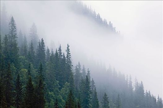 云杉,树林,薄雾,挪威