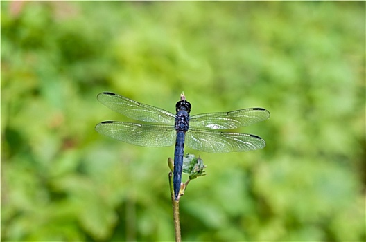 蓝色,蜻蜓,绿色背景