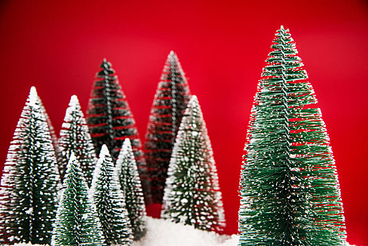 红色背景中的圣诞树雪松模型
