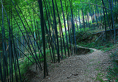 鄞州,塘溪镇,东山古道,竹林,山路