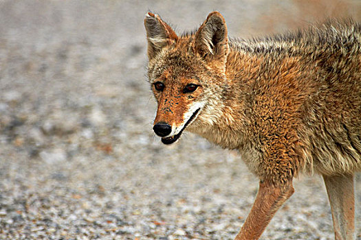 丛林狼,犬属,死亡谷国家公园,莫哈维沙漠,加利福尼亚,美国