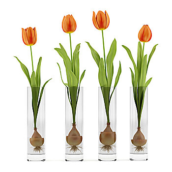 四个,郁金香,玻璃花瓶,隔绝,白色背景,背景