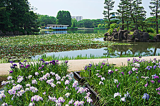日本,鸢尾,荷花,植物园