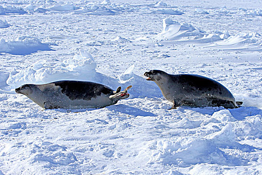 鞍纹海豹,海豹,两个,成年,雌性,浮冰,威胁,手势,马格达伦群岛,海湾,圣徒,魁北克,加拿大,北美
