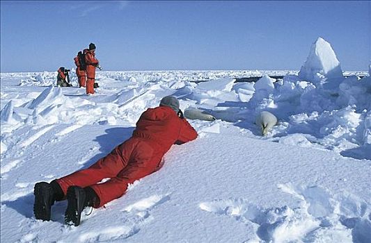 浮冰,雪,研究人员,摄影师,鞍纹海豹,魁北克,加拿大,北美,蜘蛛类