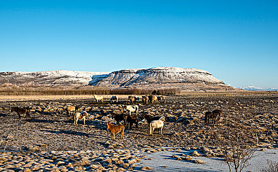 冰岛马,马,牧群,草场,正面,积雪,山,南,冰岛,欧洲