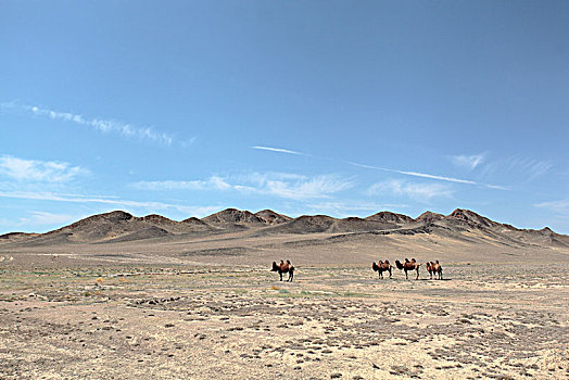 新疆戈壁骆驼