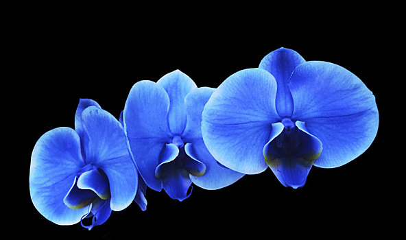 蓝色,电,花,兰花