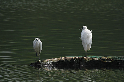 湖中的两只白鹭