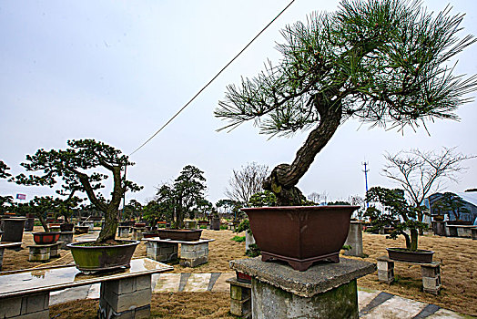 园林,盆景,绿化,造型