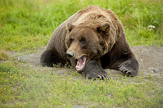 俘获,成年,大灰熊,草地,阿拉斯加野生动物保护中心,阿拉斯加