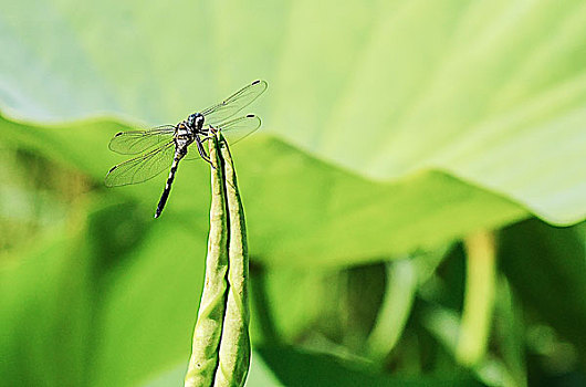 蓝蜻蜓,池塘,荷花,荷叶