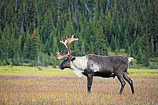 树林,北美驯鹿,雄性动物,落基山脉,加拿大西部