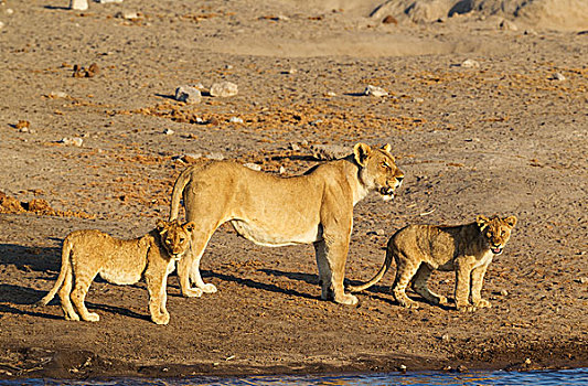 狮子,女性,两个,幼兽,水坑,埃托沙国家公园,纳米比亚,非洲