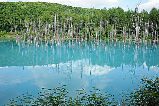 蓝色,水塘,日本