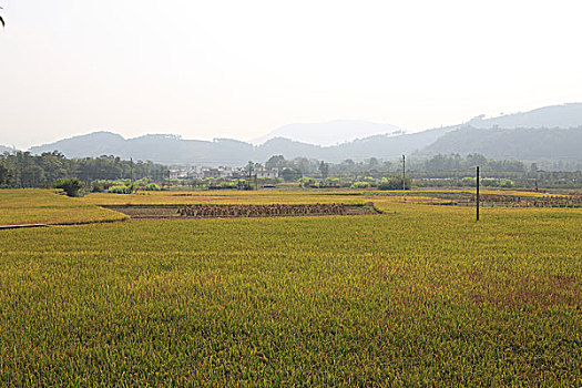 田园风光