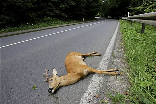 鹿,意外,北莱茵威斯特伐利亚,德国