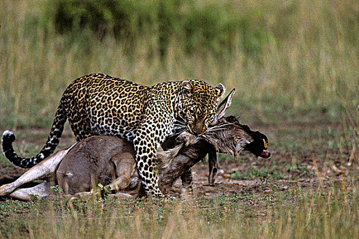 肯尼亚,马塞马拉野生动物保护区,成年,女性,豹,拉拽,角马,杀,高草,遮盖