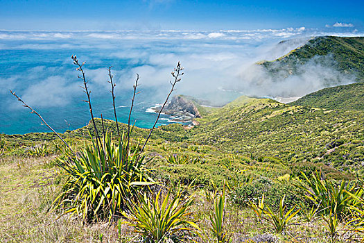 新西兰,北岛,模糊,雷因格海角,大幅,尺寸