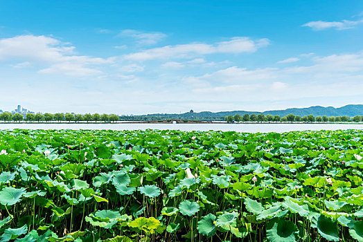 杭州西湖风光和现代建筑景观