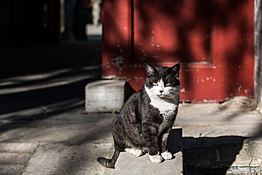 寺院里的猫