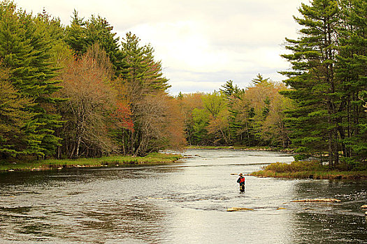 钓鱼,男人,河,国家公园,新斯科舍省,加拿大