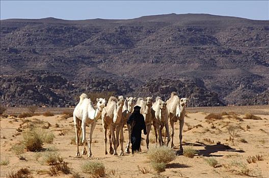 柏柏尔人,单峰骆驼,利比亚