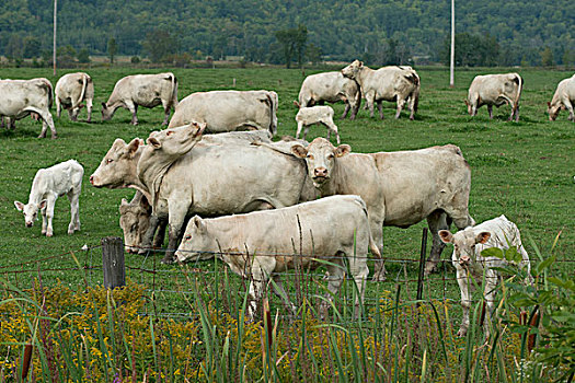 母牛,擦伤,地点,魁北克,加拿大