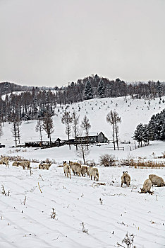 雪中羊群