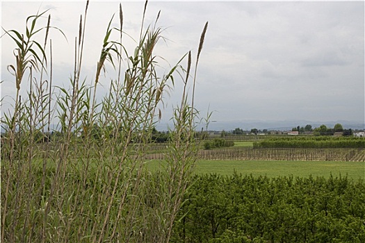 巨大,节茎植物,天空,背景,意大利,乡村