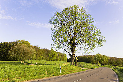 酸橙树,道路,北方,德国