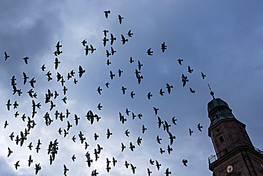 剪影,飞,城市,鸽子,鸠鸽科,雨,天空,右边,塔,中间,弗兰克尼亚,巴伐利亚,德国,欧洲