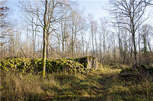 苔藓,遗址