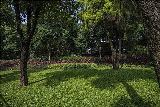 夏天羊城广州科韵路两旁的绿化景观路
