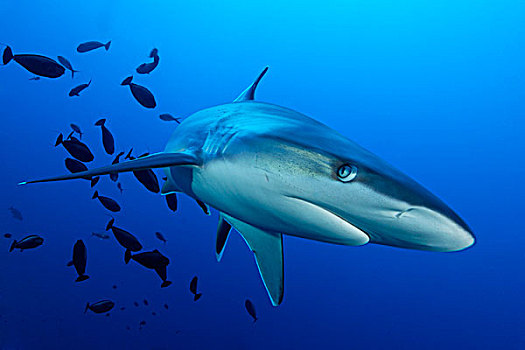 银鳍鲨,白边真鲨,外科,鱼,靠近,父亲,礁石,巴布亚新几内亚,水下