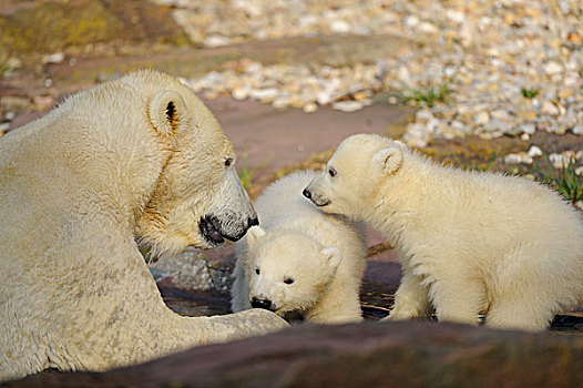 极地,熊,母兽