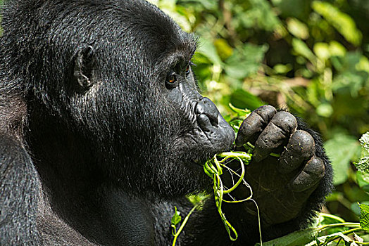 山地大猩猩,大猩猩,进食,国家公园,乌干达,非洲