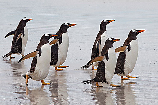 巴布亚企鹅,海滩,自愿角,福克兰群岛