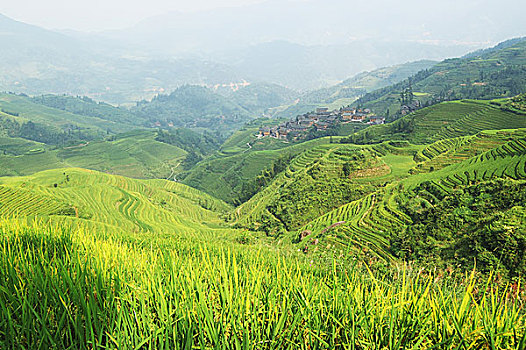 中国,绿色,稻田