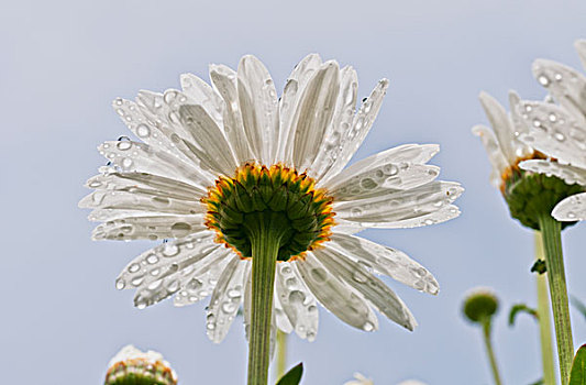 雨滴,雏菊,花瓣,阿斯托里亚,俄勒冈,美国