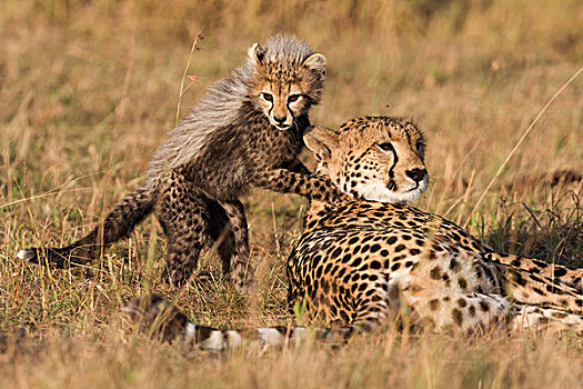 印度豹,猎豹,小猎豹,玩,马赛马拉国家保护区,肯尼亚,非洲