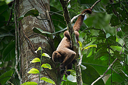 猴子,觅食,国家公园,亚马逊雨林,厄瓜多尔