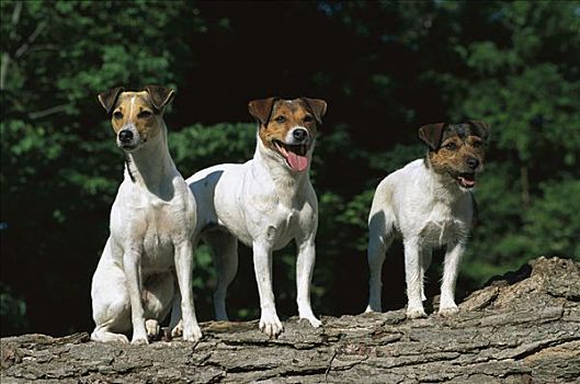 杰克罗素狗,梗犬,狗,三个,成年