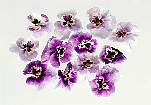 紫色,三色堇