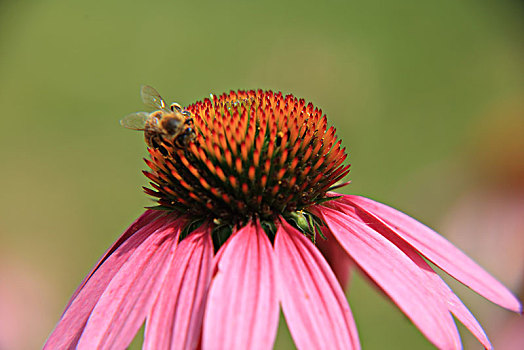 松果菊,蜜蜂
