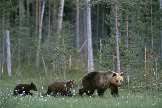 棕熊,家族,母兽,三个,一岁,幼兽