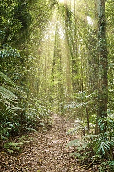 光线,雨林