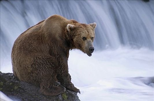 大灰熊,棕熊,坐,岩层,布鲁克斯河,卡特麦国家公园,阿拉斯加